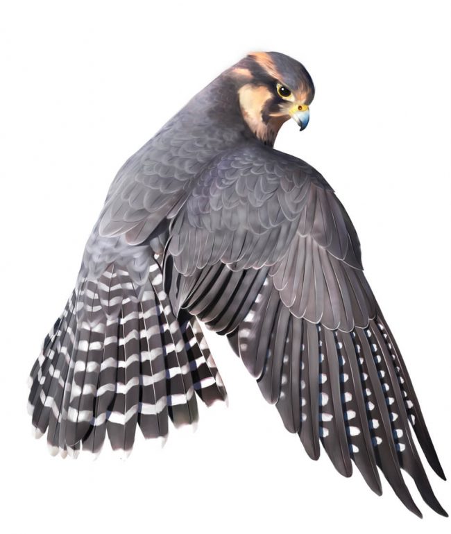 Peanut Butter Falcon